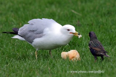 No sharing?  But looks like enough bread for two.