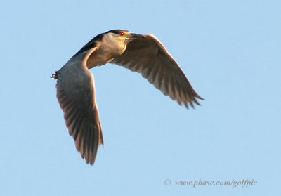 Black-crowned Night Heron in flight