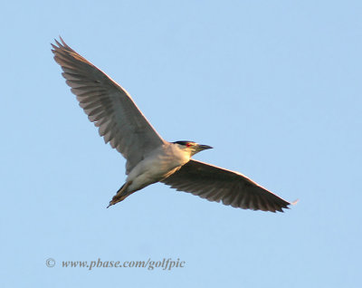 Black-crowned Night Heron in flight II