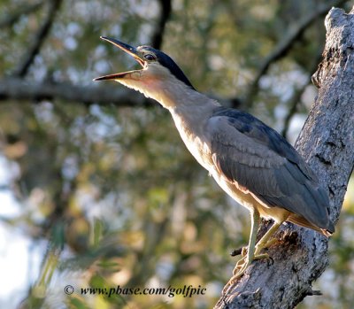 Black-crowned Night Heron