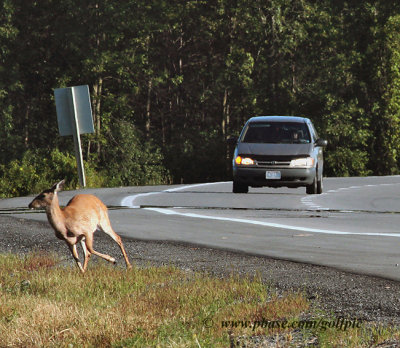 On second thought, I don't want to cross the road!