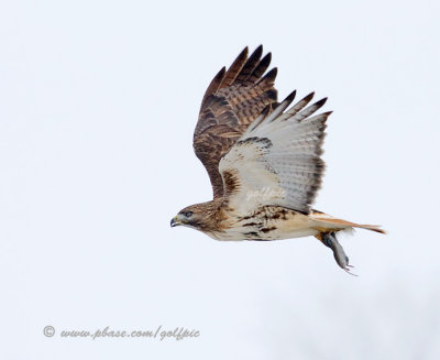 Redtail Hawk with a rodent