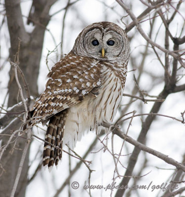 Barred Owl