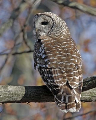 barred-owl20071x.jpg