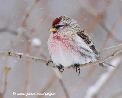 redpoll9x.jpg