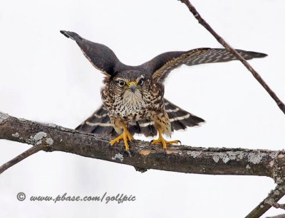 Merlin taking off