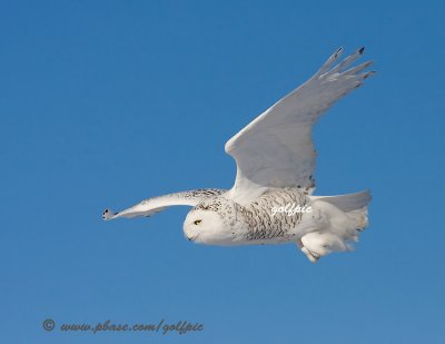 Snowy Owl