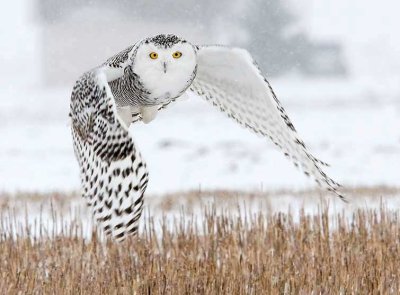 snowyowl200816x.jpg