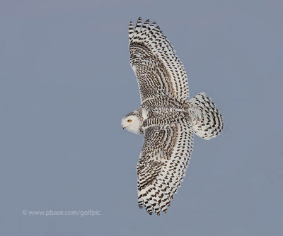 Snowy Owl