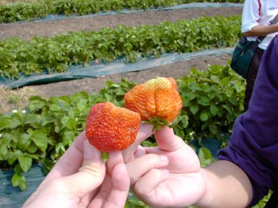 We have tried strawberry here