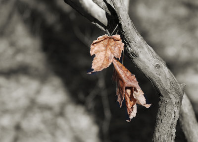 Dead leaves