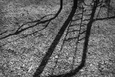 Shadow and Texture