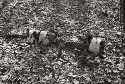 Matted and weathered by the recently disapearing snow.