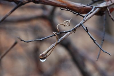 Twig