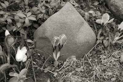 stone