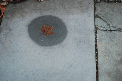 Leaf