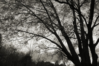 Evening sky through a budding maple