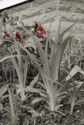 Trillium