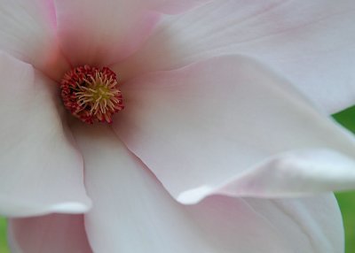 Magnolia