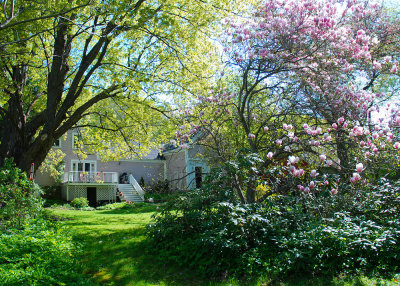 My back yard