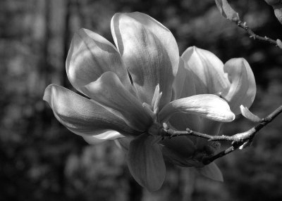 Magnolia
