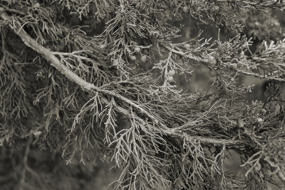 Juniper