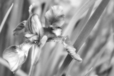 Iris