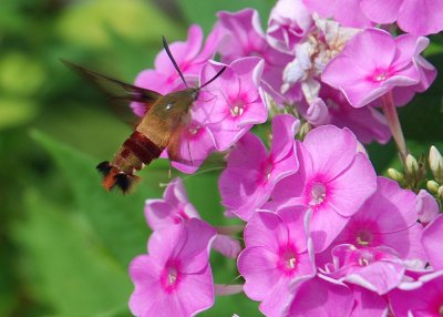 Hummingbird moth