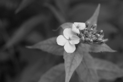 Phlox