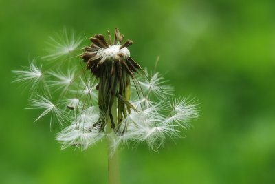 Dandelion