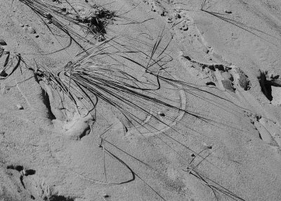 Grass on the dune