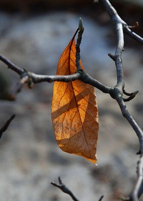 Leaf