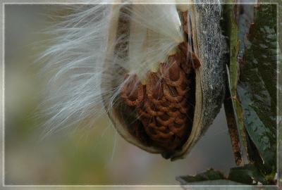 Milkweed pod