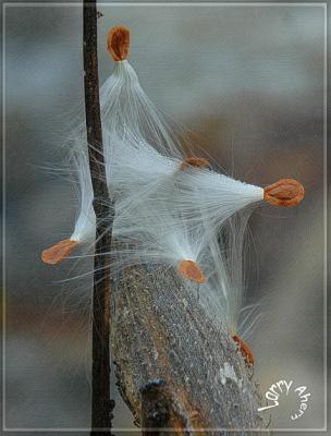 Milkweed