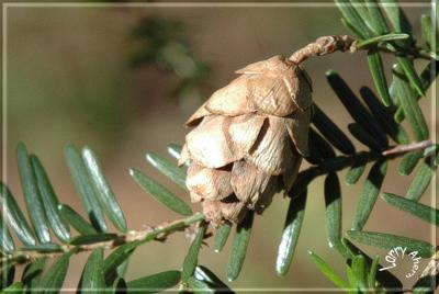 Hemlock cone