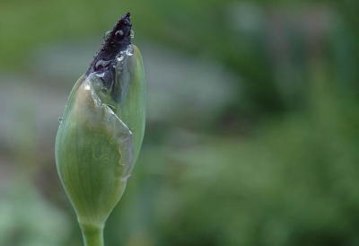 Iris in the rain