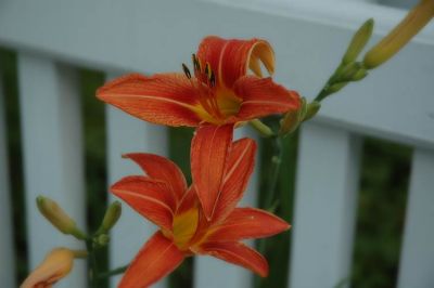 Lilies and fence