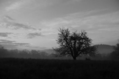 Fruit tree