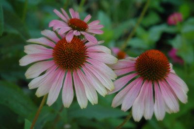 Daisies