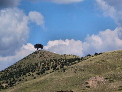 Wild life along the byway  pw.jpg