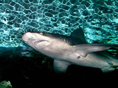 Shark at the Zoo.jpg