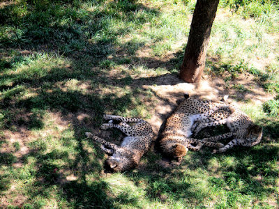 Cheetahs   pw.jpg