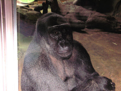 Gorilla 1   pw.jpg