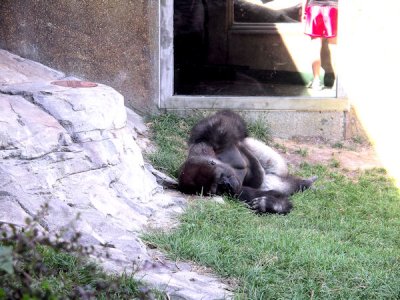 Gorilla taking a nap   pw.jpg