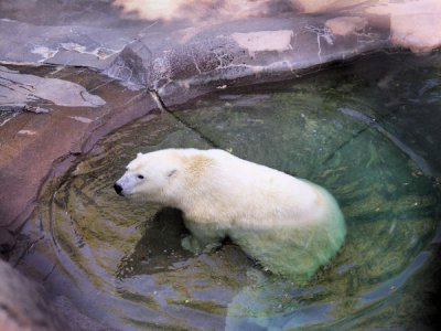 Polar Bear   pw.jpg