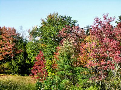 Finally the leaves are beginning to change.jpg