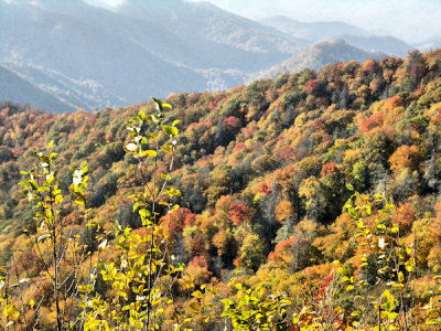 Fall Colors in Great Smoky Mountain National Park.jpg