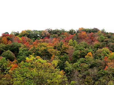 Along the road in Virginia   pw.jpg