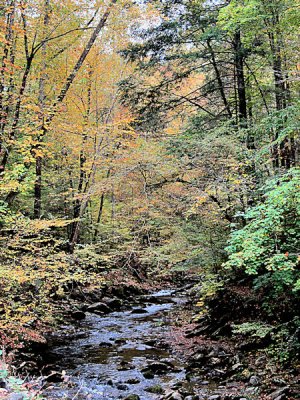 Great Smoky Mtn's N.P.   paw.jpg