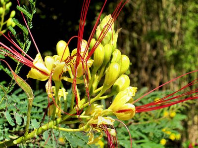 Some kind of Flower  pw.jpg